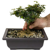 Parrot's Beak Bonsai D405