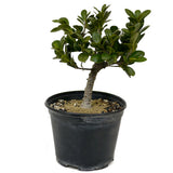 Ficus Compacta D406