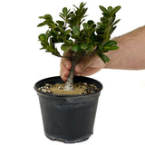 Ficus Compacta D406