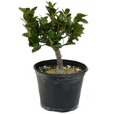 Ficus Compacta D406