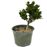 Ficus Compacta D407