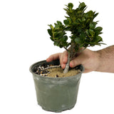 Ficus Compacta D407