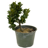 Ficus Compacta D407
