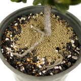 Ficus Compacta D407
