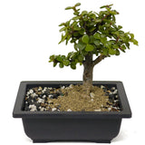 Mini Jade D408