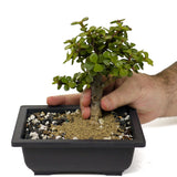 Mini Jade D408