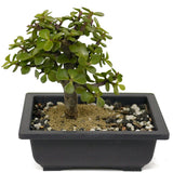 Mini Jade D408