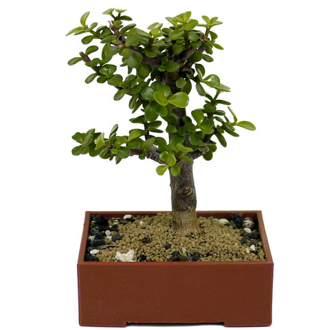 Mini Jade D409