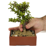 Mini Jade D409