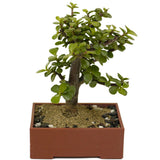 Mini Jade D409