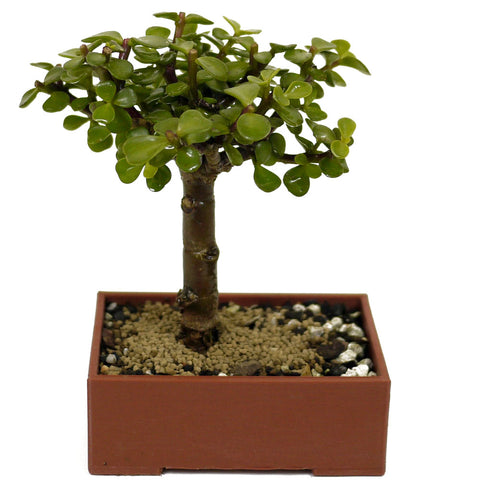 Mini Jade D410