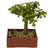 Mini Jade D410