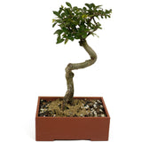 Chinese Elm D411