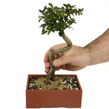 Chinese Elm D411