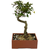 Chinese Elm D411