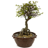 Chinese Elm Exposed Root in Tie Pot D412