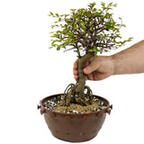 Chinese Elm Exposed Root in Tie Pot D412