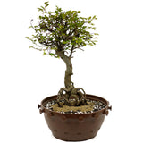 Chinese Elm Exposed Root in Tie Pot D412