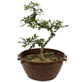 Chinese Elm in Tie Pot D413