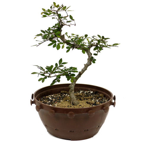Chinese Elm in Tie Pot D413