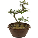 Chinese Elm in Tie Pot D413