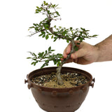 Chinese Elm in Tie Pot D413
