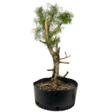 Yamadori American Larch D414