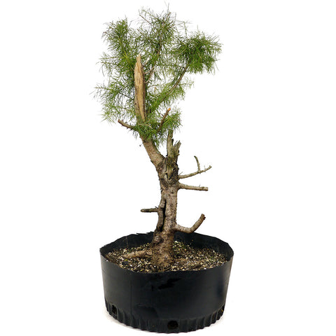 Yamadori American Larch D414