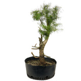 Yamadori American Larch D414