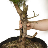 Yamadori American Larch D414