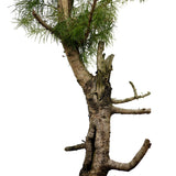 Yamadori American Larch D414