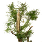 Yamadori American Larch D414