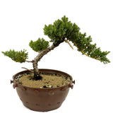Dwarf Japanese Garden Juniper in Tie Pot D415