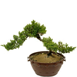 Dwarf Japanese Garden Juniper in Tie Pot D415