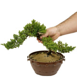 Dwarf Japanese Garden Juniper in Tie Pot D415