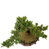 Dwarf Japanese Garden Juniper in Tie Pot D415