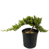 Dwarf Japanese Garden Juniper D416