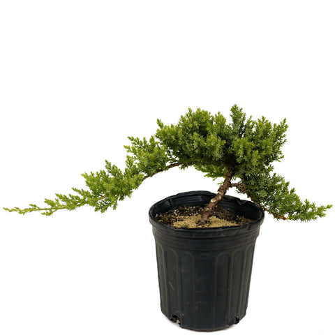 Dwarf Japanese Garden Juniper D416
