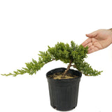 Dwarf Japanese Garden Juniper D416
