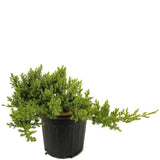 Dwarf Japanese Garden Juniper D416