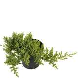 Dwarf Japanese Garden Juniper D416