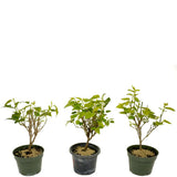 Dwarf Mulberry - Set Of Three Trees - D417