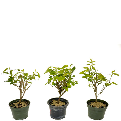 Dwarf Mulberry - Set Of Three Trees - D417