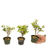 Dwarf Mulberry - Set Of Three Trees - D417