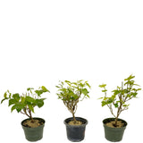 Dwarf Mulberry - Set Of Three Trees - D417