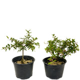 Barbados Cherry - Set Of Two Trees - D418