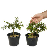 Barbados Cherry - Set Of Two Trees - D418