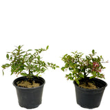 Barbados Cherry - Set Of Two Trees - D418