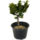 Ficus Compacta D419
