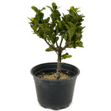 Ficus Compacta D419